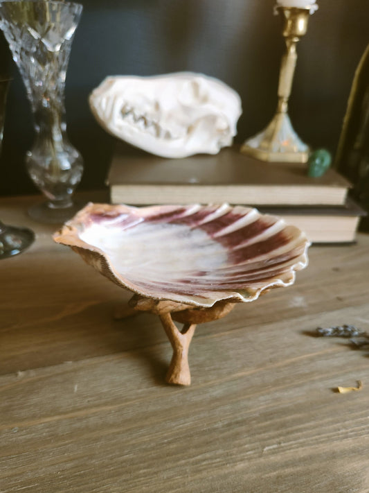 Large Lions Paw Scallop 6"-7" Abalone Seashell for Smudging