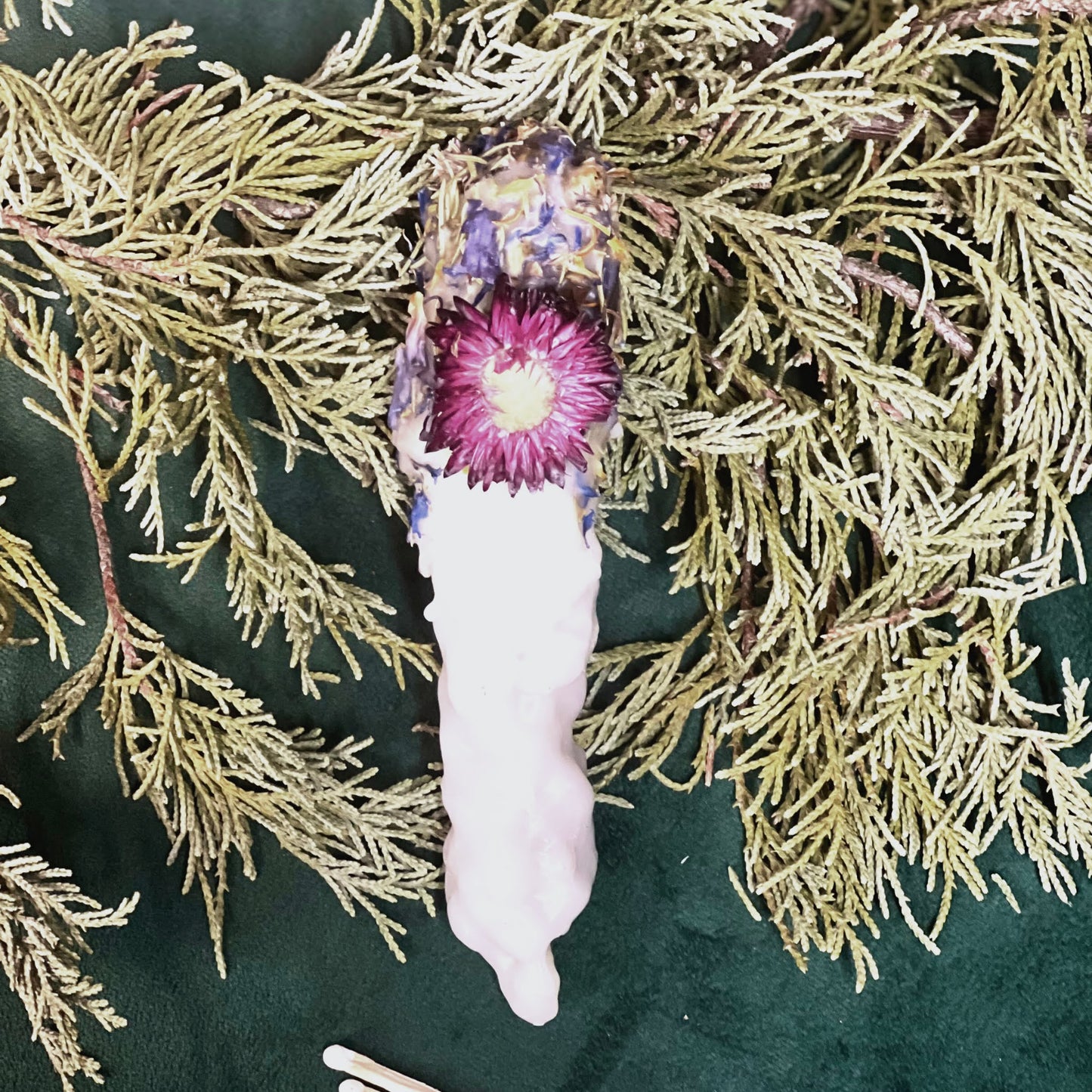 Winter Blume Mullein Hag Torch