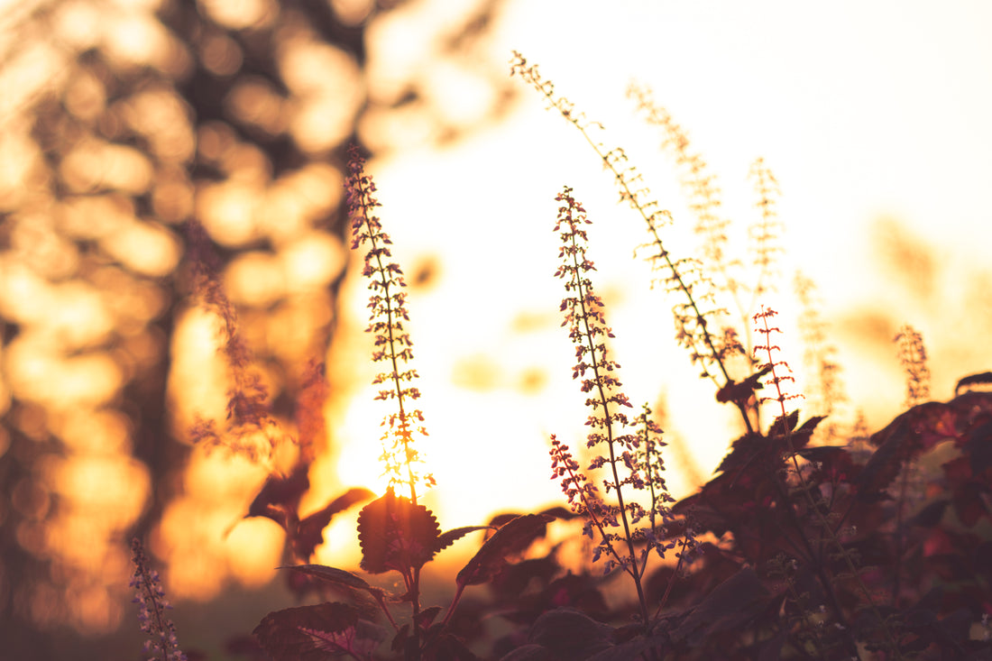 🌾 Celebrate Lughnasadh with a Bountiful 40% Off Sale! 🌾