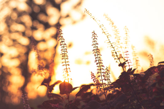 🌾 Celebrate Lughnasadh with a Bountiful 40% Off Sale! 🌾