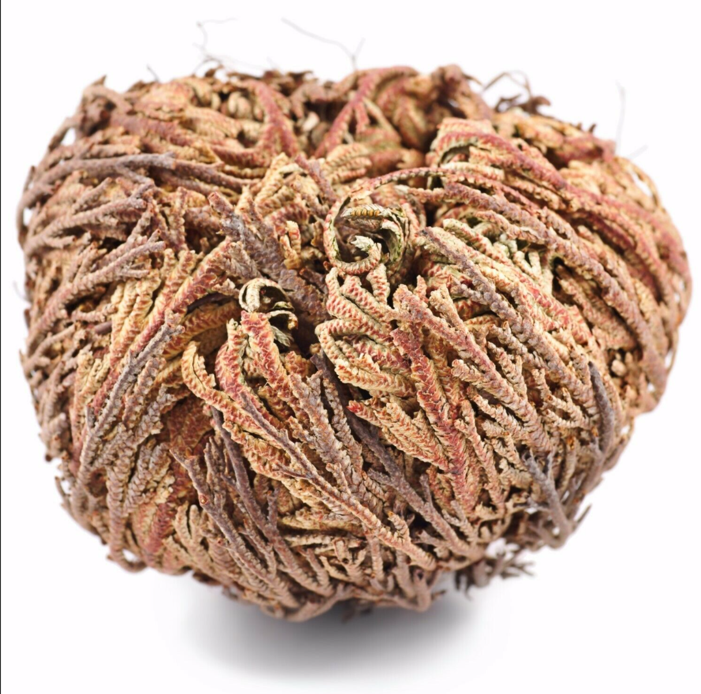 Rose of Jericho, Resurrection Flower